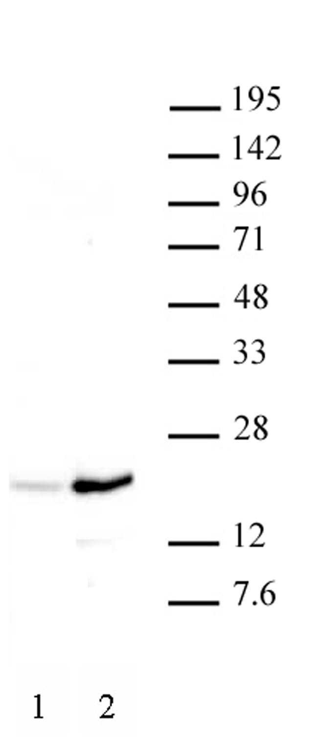 Histone H3K37ac antibody (pAb), sample - MyBio Ireland - Active Motif