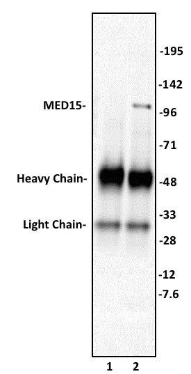 MED15 antibody (pAb), sample - MyBio Ireland - Active Motif