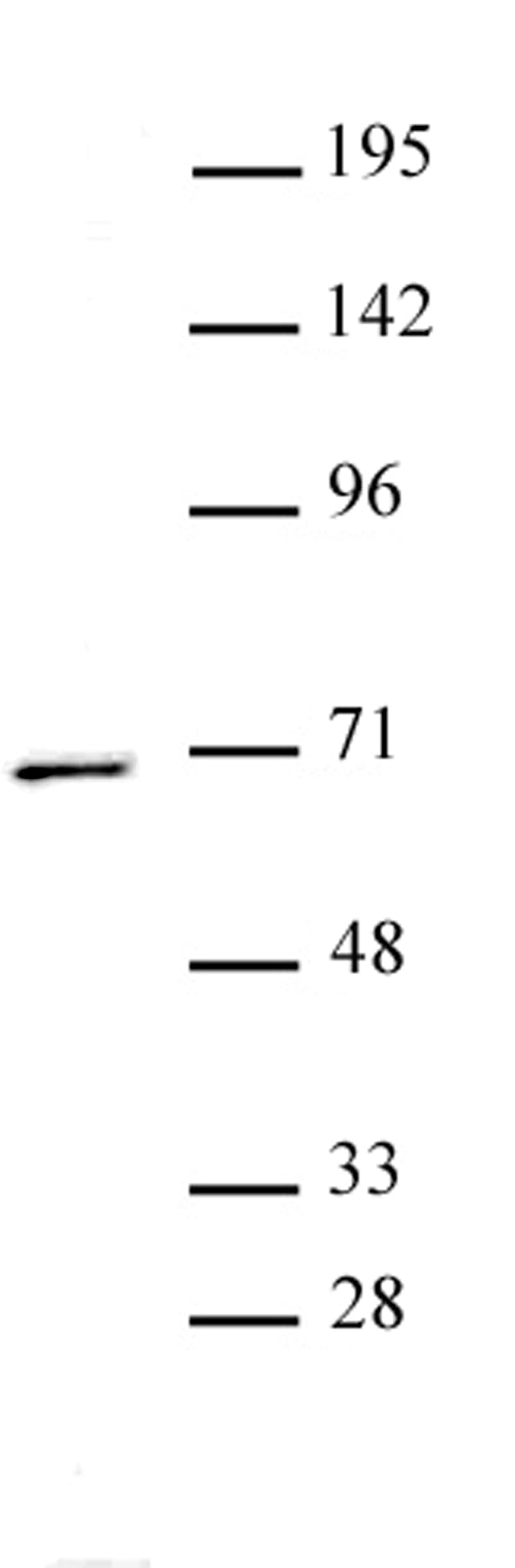 PPM1D antibody (pAb), sample - MyBio Ireland - Active Motif