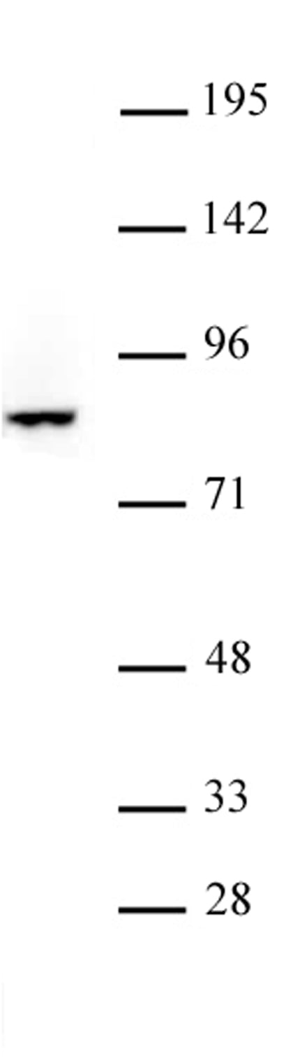 FOXO3 antibody (pAb) - MyBio Ireland - Active Motif