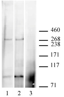CABIN1 antibody (pAb), sample - MyBio Ireland - Active Motif