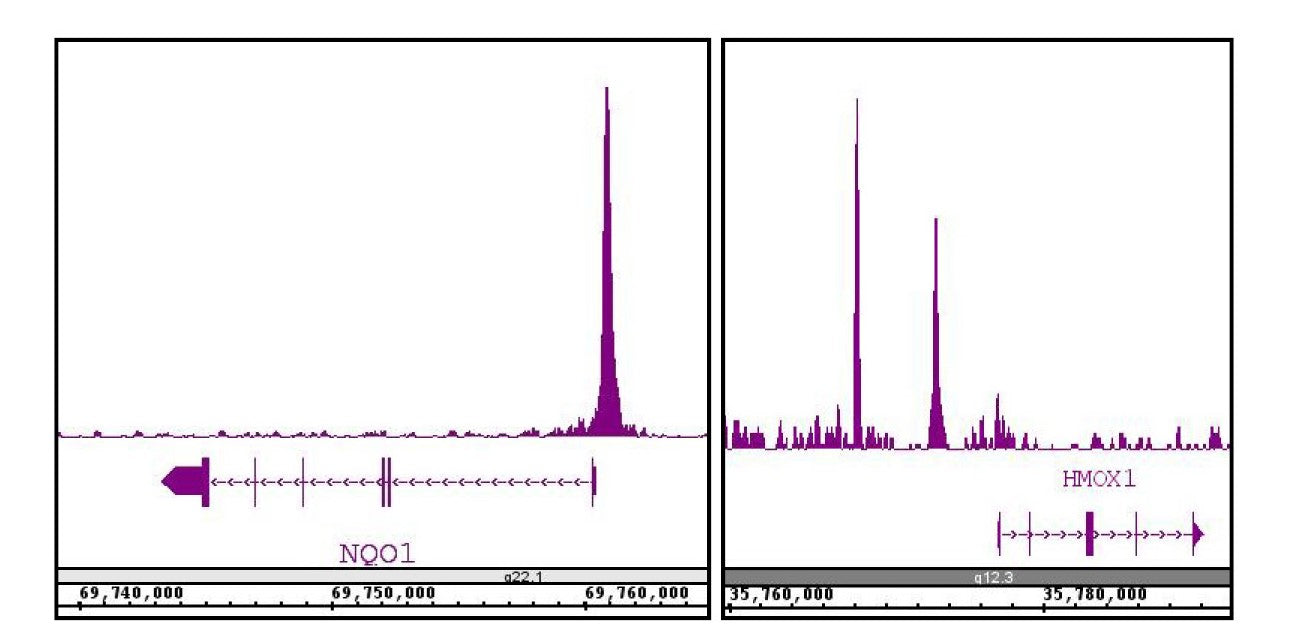 NRF2 antibody (pAb) - MyBio Ireland - Active Motif