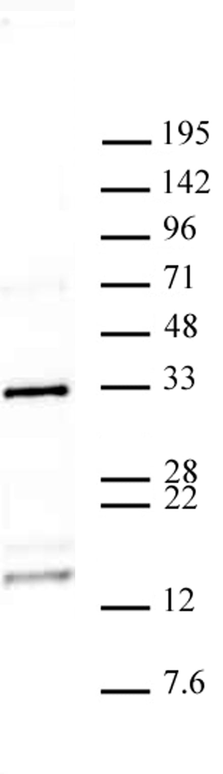Histone H2AQ104me1 antibody (pAb), sample - MyBio Ireland - Active Motif