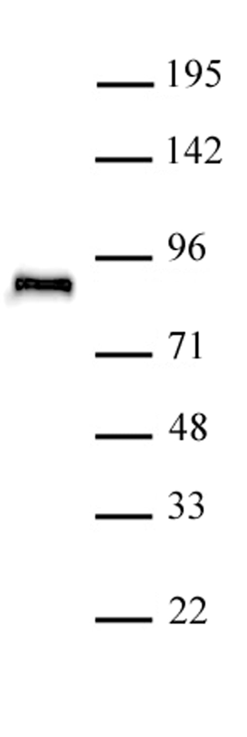 TCF4 antibody (pAb) - MyBio Ireland - Active Motif