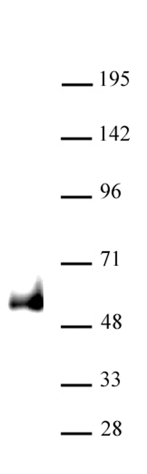 PAX6 antibody (pAb), sample - MyBio Ireland - Active Motif