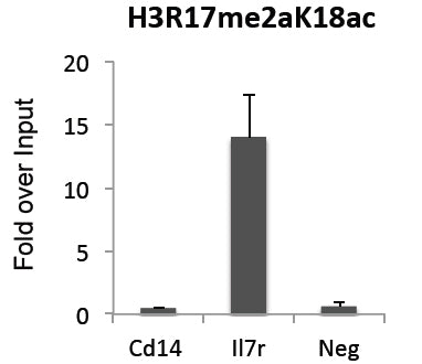 Histone H3R17me2aK18ac antibody (pAb) - MyBio Ireland - Active Motif