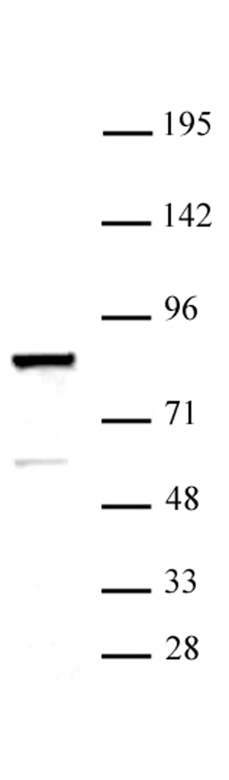 ARID3A antibody (pAb), sample - MyBio Ireland - Active Motif