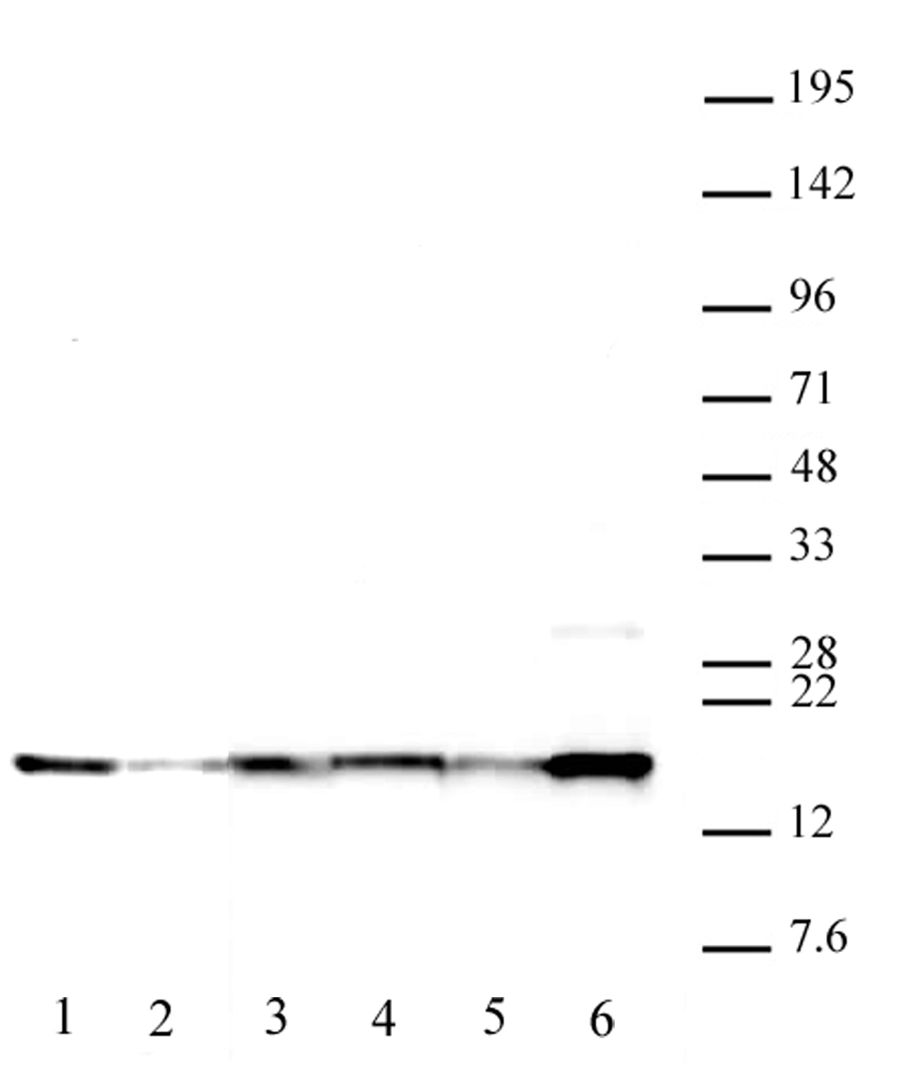 Histone H2A.XY142ph antibody (pAb), sample - MyBio Ireland - Active Motif