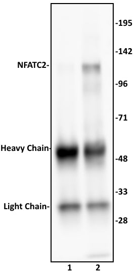 NFATC2 antibody (pAb), sample - MyBio Ireland - Active Motif