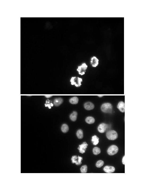 Histone H3S10ph antibody (mAb), sample - MyBio Ireland - Active Motif