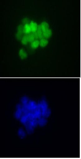 Nanog antibody (mAb) - MyBio Ireland - Active Motif