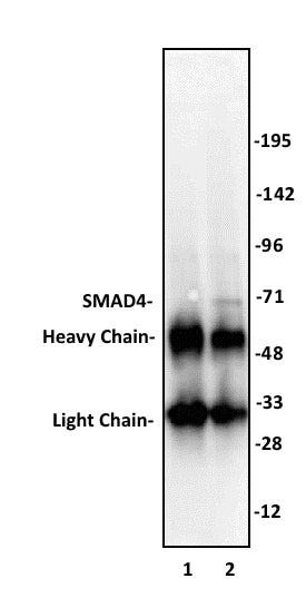 SMAD4 antibody (pAb), sample - MyBio Ireland - Active Motif