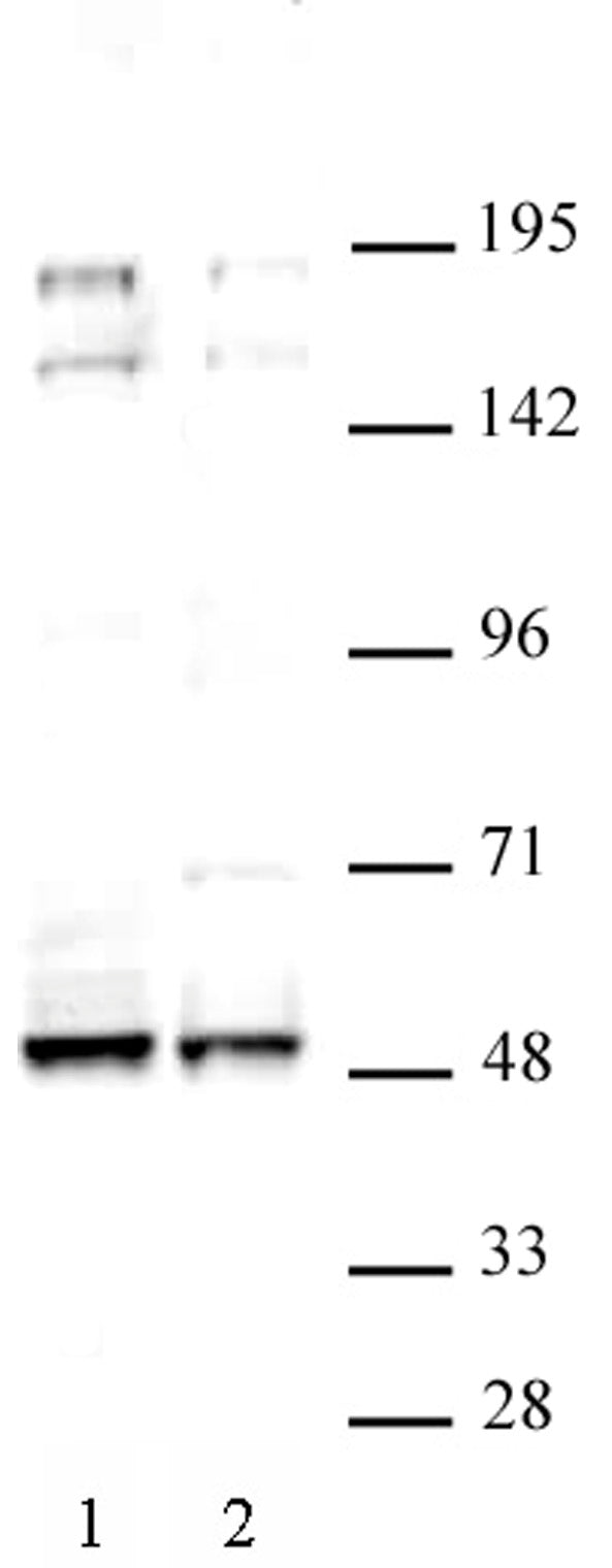 MAF antibody (pAb), sample - MyBio Ireland - Active Motif