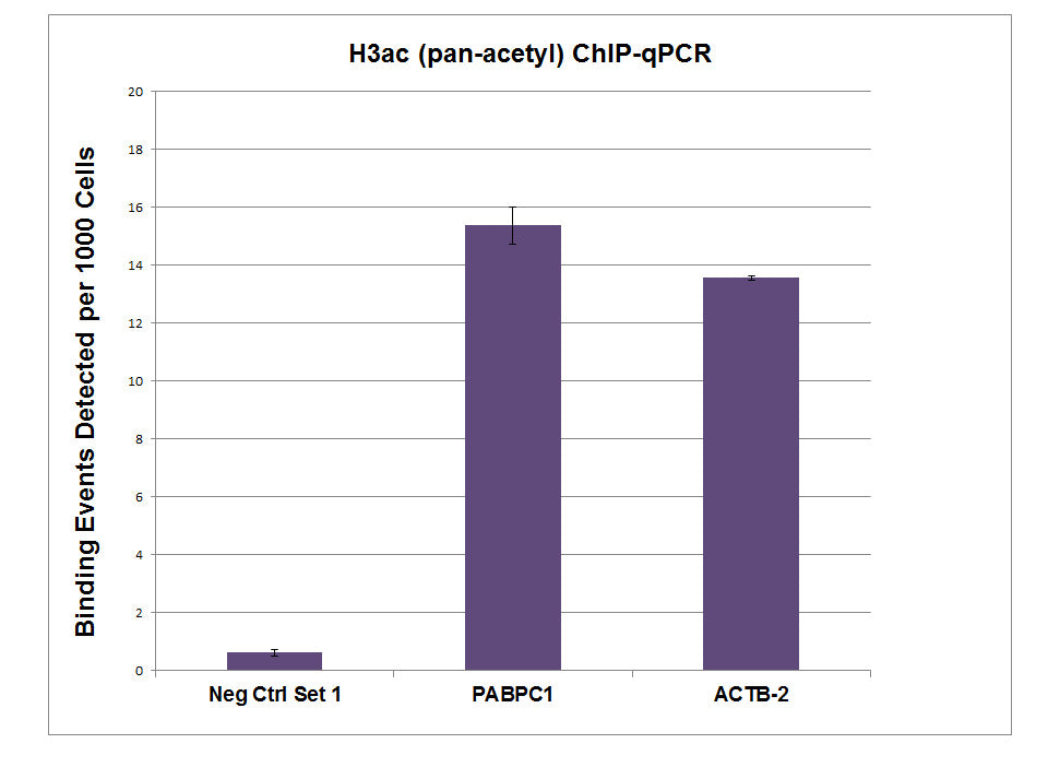 Histone H3ac (pan-acetyl) antibody (pAb), sample - MyBio Ireland - Active Motif