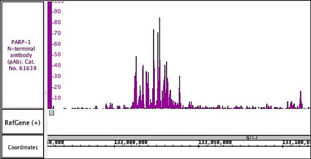 PARP-1 N-terminal antibody (pAb), sample - MyBio Ireland - Active Motif