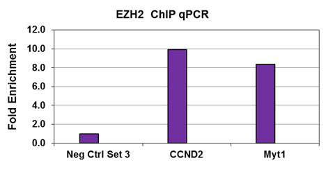 EZH2 antibody (pAb), sample - MyBio Ireland - Active Motif