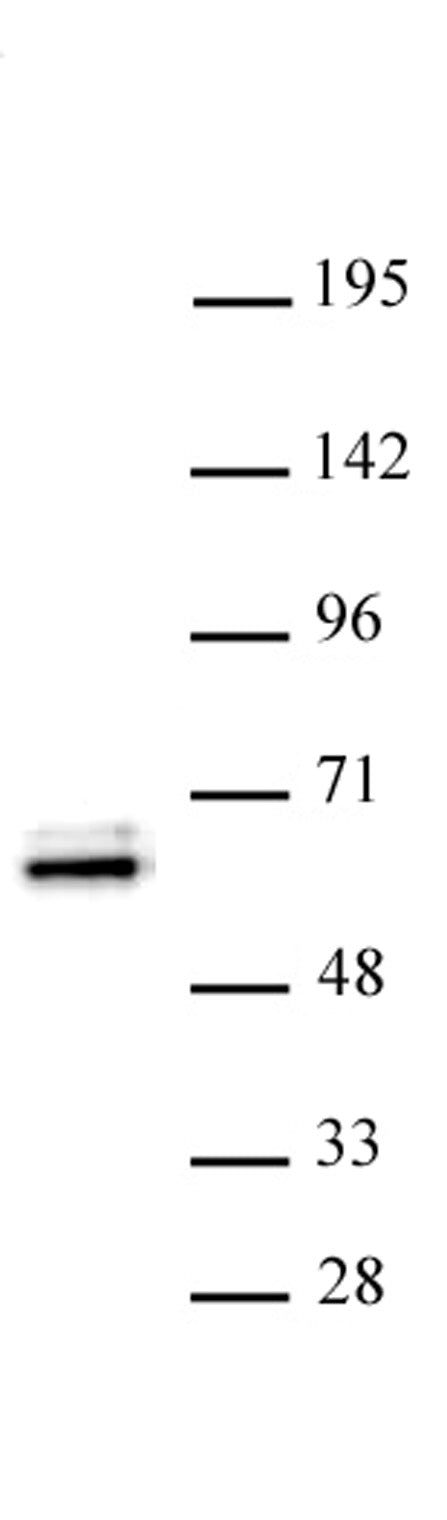 TEAD1 antibody (pAb) - MyBio Ireland - Active Motif