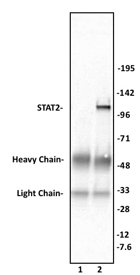 STAT2 antibody (pAb), sample - MyBio Ireland - Active Motif