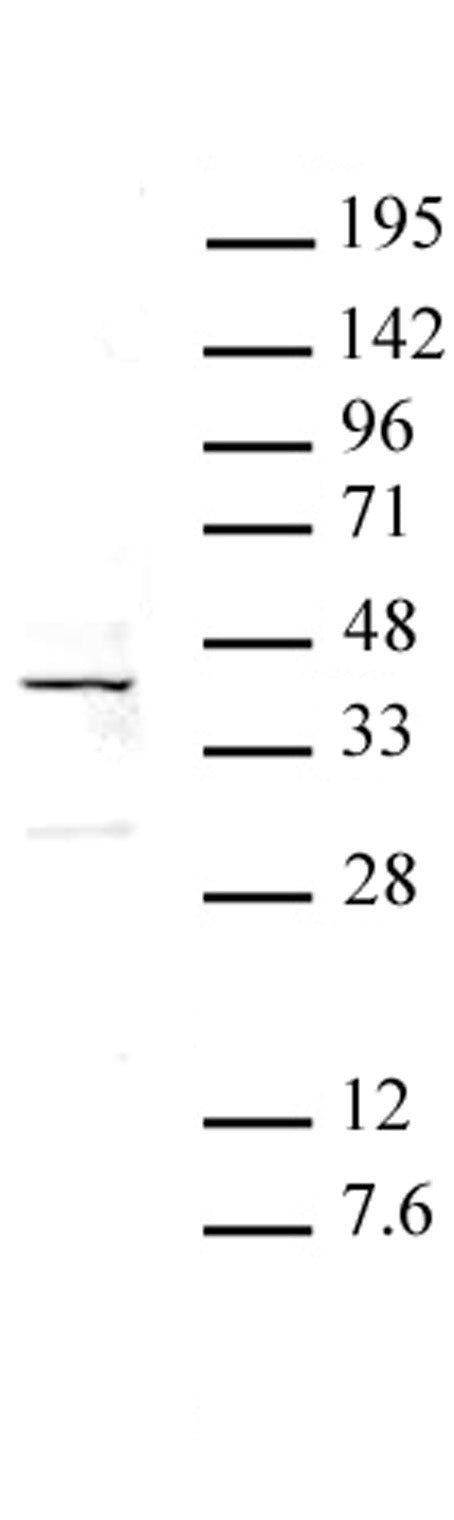 ATF4 antibody (pAb), sample - MyBio Ireland - Active Motif