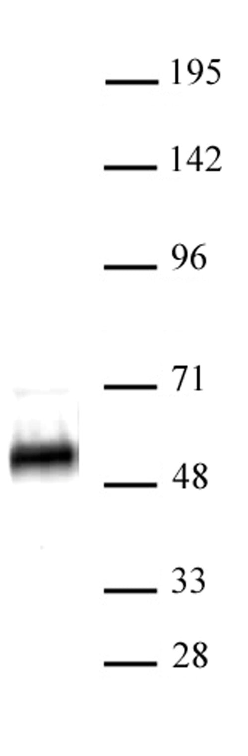 p53 antibody (pAb), sample - MyBio Ireland - Active Motif