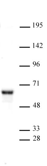 NR0B1 antibody (pAb), sample - MyBio Ireland - Active Motif