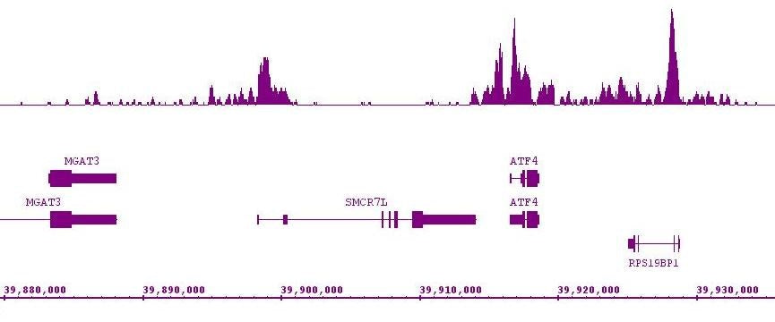 Histone H3K9ac antibody (mAb) (Clone 2G1F9), sample - MyBio Ireland - Active Motif
