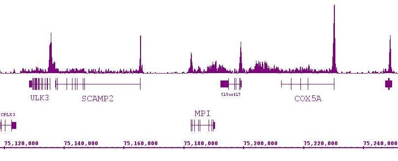 RNA pol II CTD Ser2ph / Ser5ph antibody (mAb), sample - MyBio Ireland - Active Motif