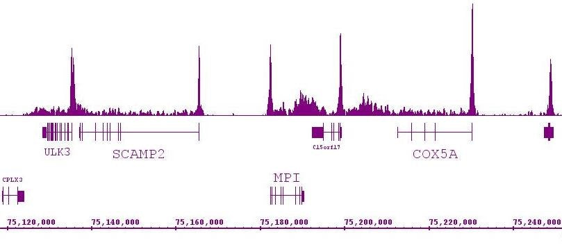 RNA pol II antibody (mAb) (Clone 1F4B6) - MyBio Ireland - Active Motif