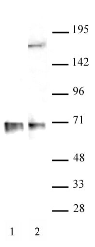 RBM39 antibody (pAb) - MyBio Ireland - Active Motif