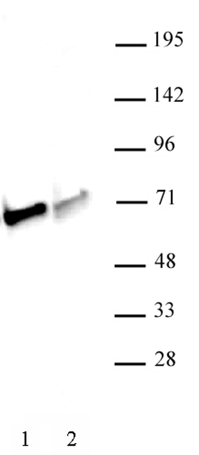 NRF1 antibody (pAb), sample - MyBio Ireland - Active Motif