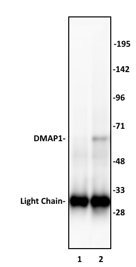 DMAP1 antibody (pAb), sample - MyBio Ireland - Active Motif