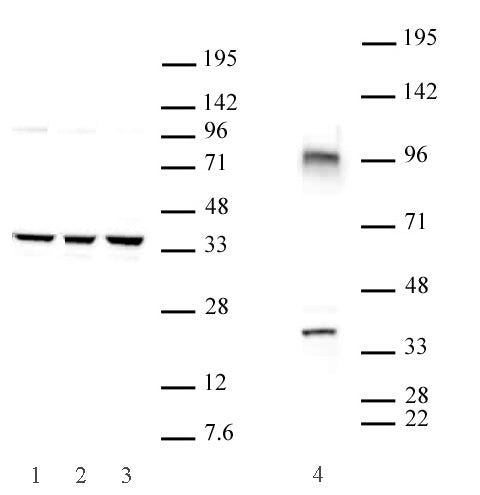 Cxxc4 antibody (pAb) - MyBio Ireland - Active Motif
