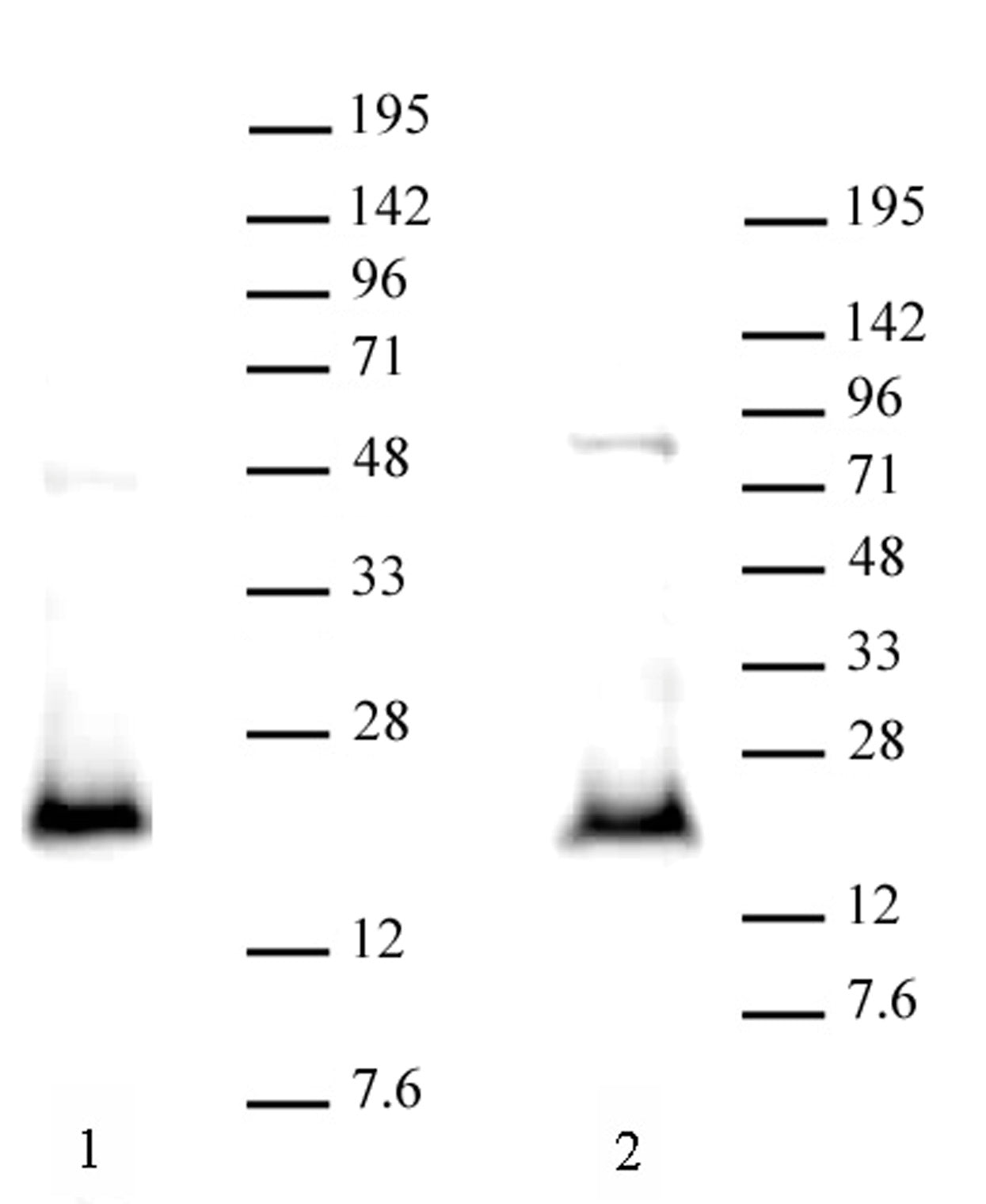 CDKN2A p14ARF antibody (pAb) - MyBio Ireland - Active Motif