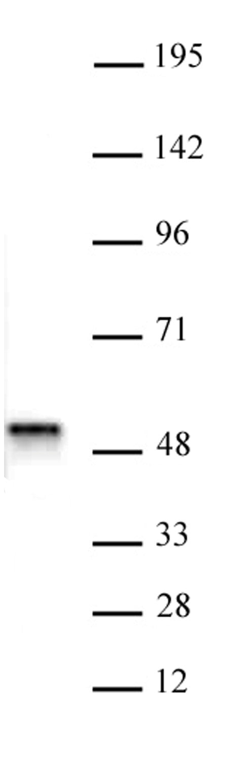 ACTL6B antibody (pAb), sample - MyBio Ireland - Active Motif