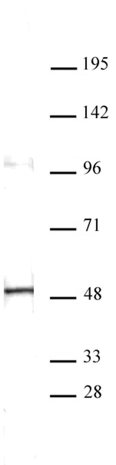 Aurora A antibody (mAb), sample - MyBio Ireland - Active Motif
