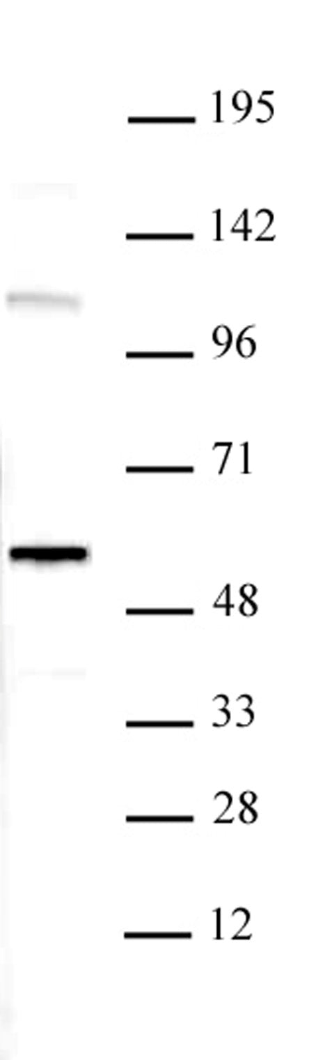 RUVBL1 antibody (pAb), sample - MyBio Ireland - Active Motif