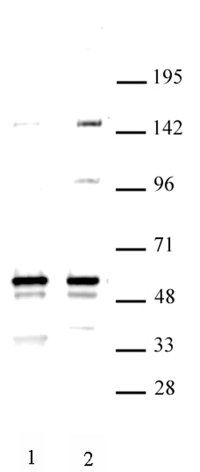 MINA antibody (pAb), sample - MyBio Ireland - Active Motif