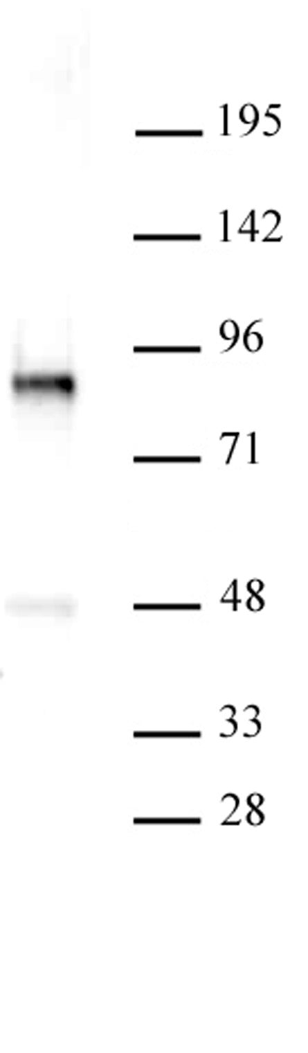 PKC-B antibody (pAb), sample - MyBio Ireland - Active Motif