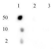 C17orf96 phospho Ser15 antibody (pAb), sample - MyBio Ireland - Active Motif