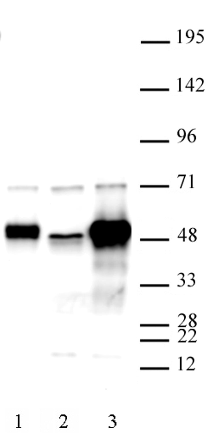 C17orf96 antibody (pAb) - MyBio Ireland - Active Motif
