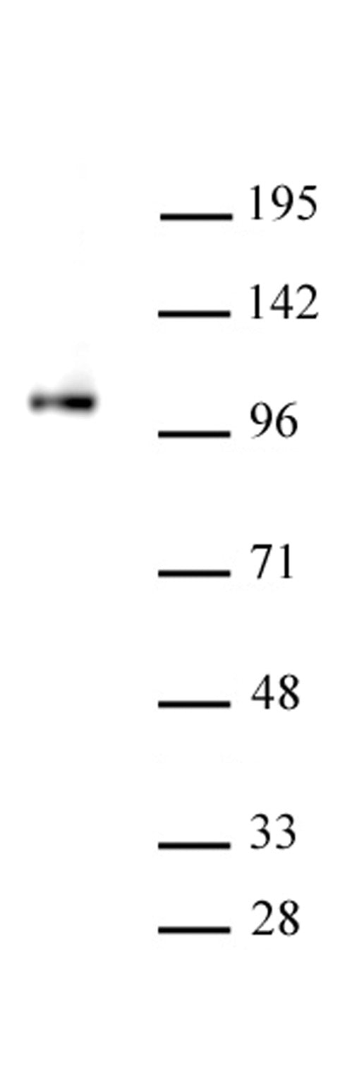 SFMBT1 antibody (pAb), sample - MyBio Ireland - Active Motif