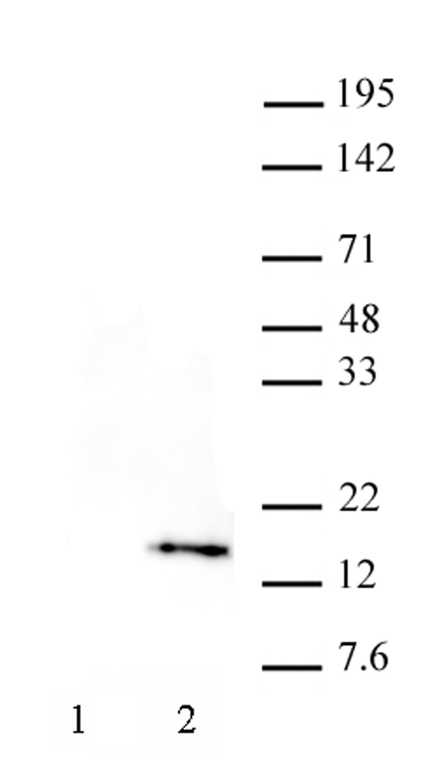 Histone H3T32ph antibody (mAb) - MyBio Ireland - Active Motif