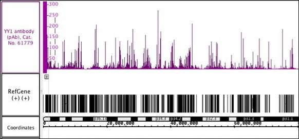 YY1 antibody (pAb), sample - MyBio Ireland - Active Motif