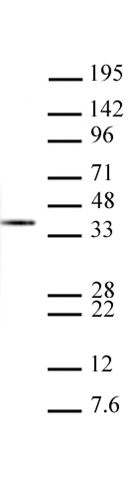 Histone H1 antibody (mAb), sample - MyBio Ireland - Active Motif
