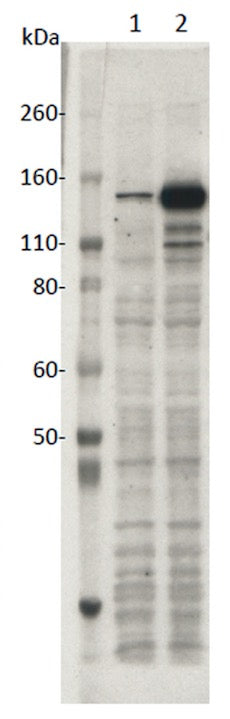 SaCas9 antibody (mAb), sample - MyBio Ireland - Active Motif