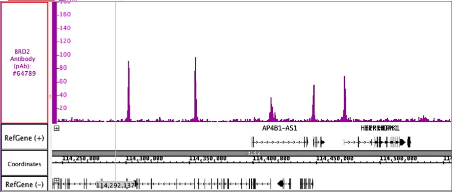 BRD2 antibody (pAb) - MyBio Ireland - Active Motif