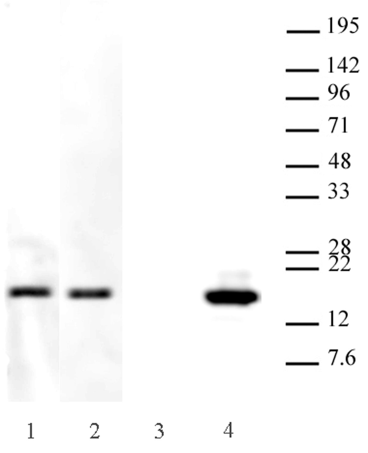 Histone H3.3K27M antibody (pAb), sample - MyBio Ireland - Active Motif