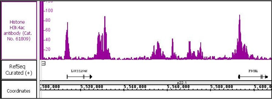 Histone H3K4ac antibody (pAb), sample - MyBio Ireland - Active Motif