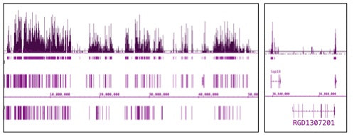 Histone H3K9ac antibody (mAb) - MyBio Ireland - Active Motif