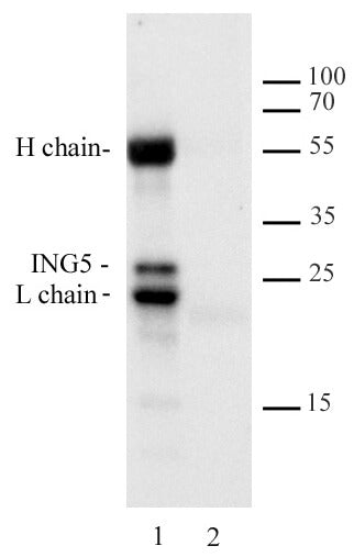 ING5 antibody (mAb) - MyBio Ireland - Active Motif